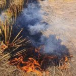 Delhi Pollution Tool Misses Stubble Burning Impact